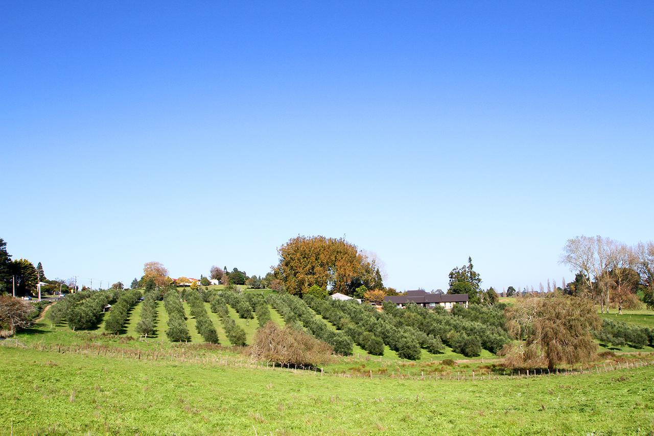 Ohaupo Olives Bed & Breakfast Bagian luar foto